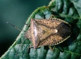 A New Stink Bug IPM Resource for Midwest Corn and Soybean Growers
